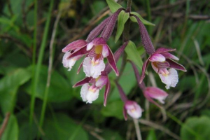 Dremlik bolotnaya Dremlik bolotnaya